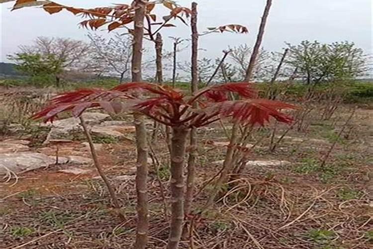 香椿树施什么肥好