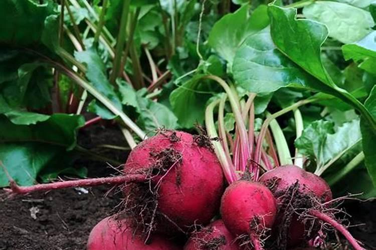 甜菜叶面施肥应把握哪些要点？