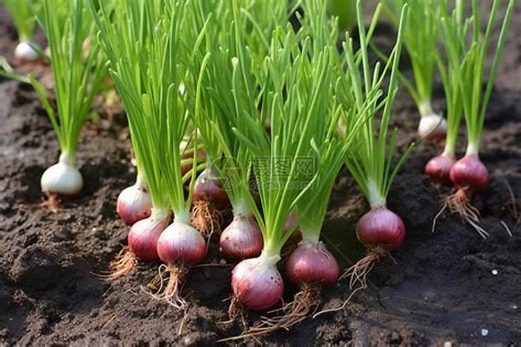 圆葱怎么种植方法