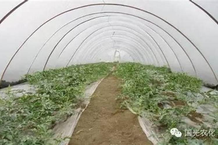 西瓜开花施什么肥会导致枯萎