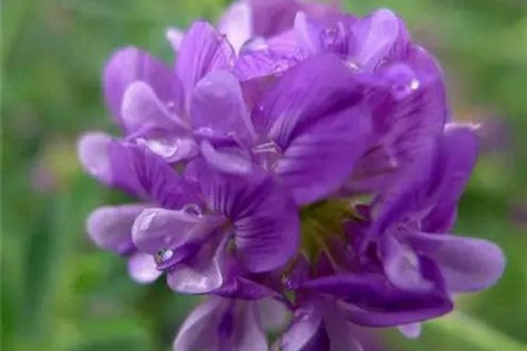 紫花苜蓿施什么肥长得快花卉百科