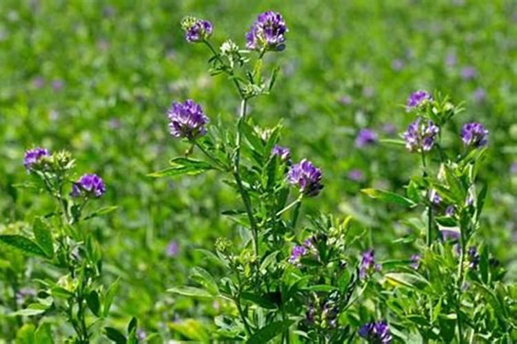 紫花苜蓿地管理方法