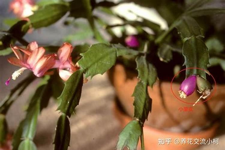 蟹爪兰叶子为什么越长越薄,养了几年都不开花