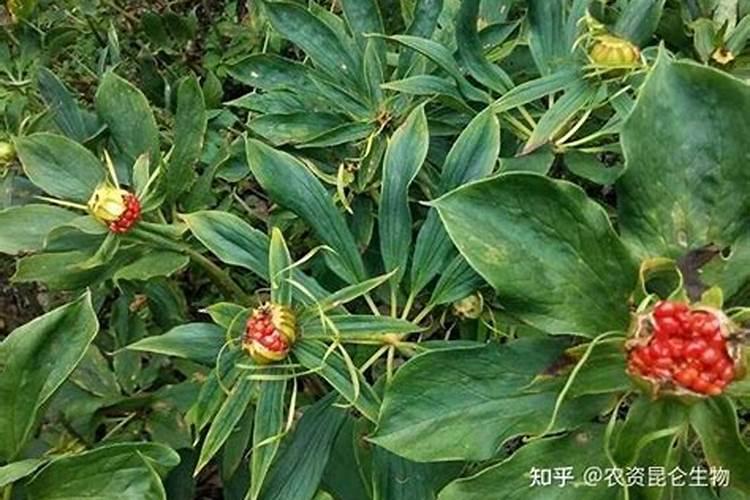 糖化硼肥片真能防虫吗