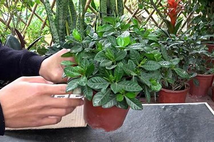 栀子花用什么肥最好