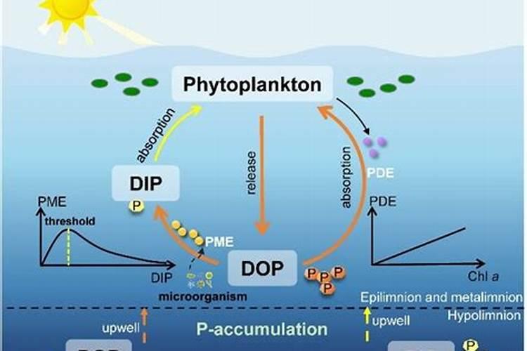 五氧化二磷在肥料中起什么作用