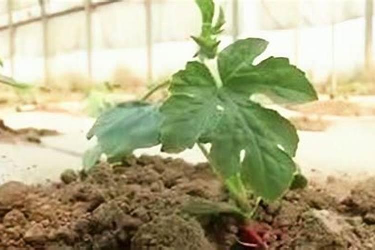 西瓜移栽后几天可以施肥