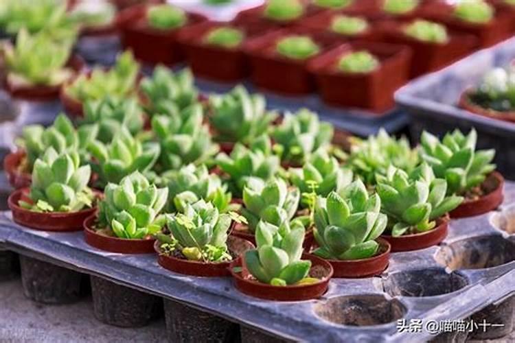 让多肉叶片肥厚施什么肥？