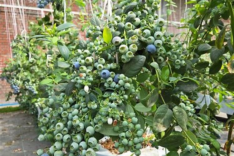 蓝莓施什么肥好？