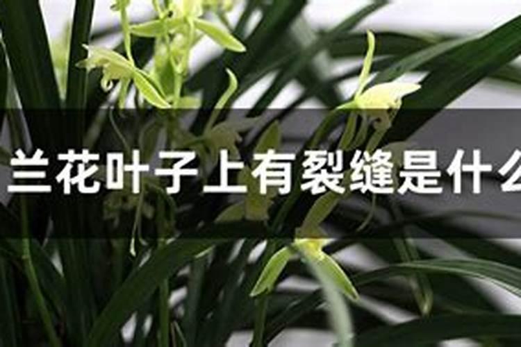 枯树叶可以做肥料吗