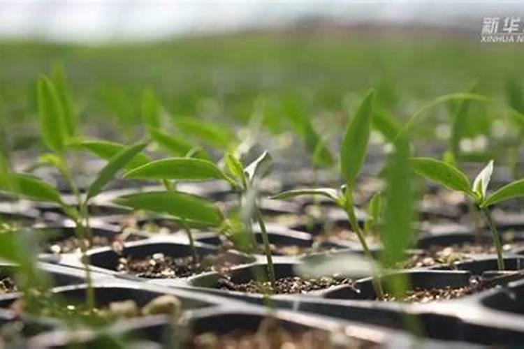 川椒种业:干制辣椒生产中氮肥施用的重要性