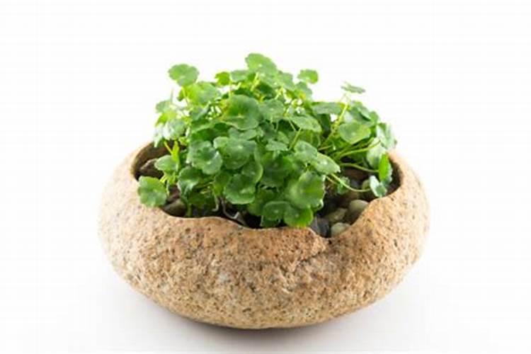 金钱草施什么肥