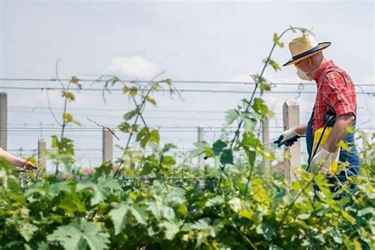 葡萄花期可以喷施叶面肥吗