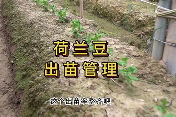 荷兰豆用什么肥才能获得高产