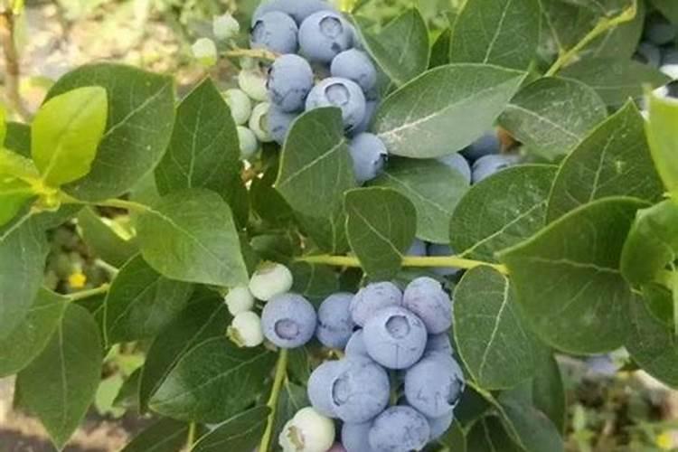 蓝莓施肥用什么肥料最好