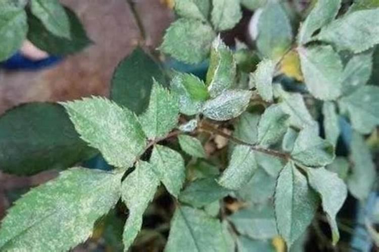 月季花可以用磷酸二氢钾肥吗(盆栽月季施什么肥最好)