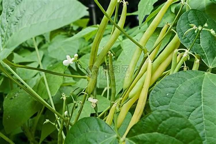 我家葡萄出现了大小粒现象该用什么肥料？