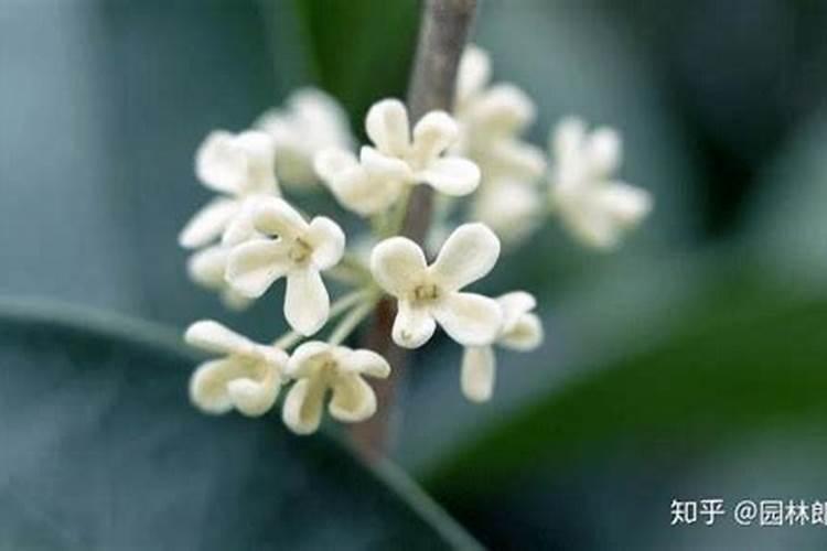 桂花树树叶变黄怎么？