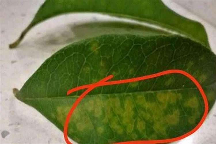 桂花树为什么不长新芽,掌握四个方法让其萌生新芽