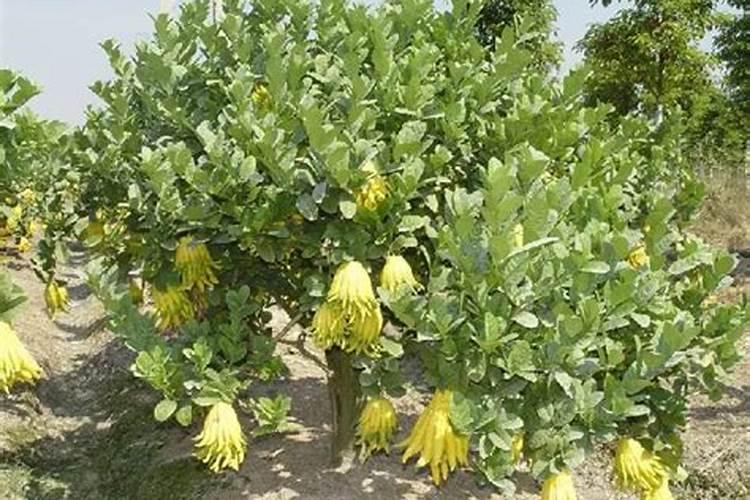 佛手瓜怎么种植