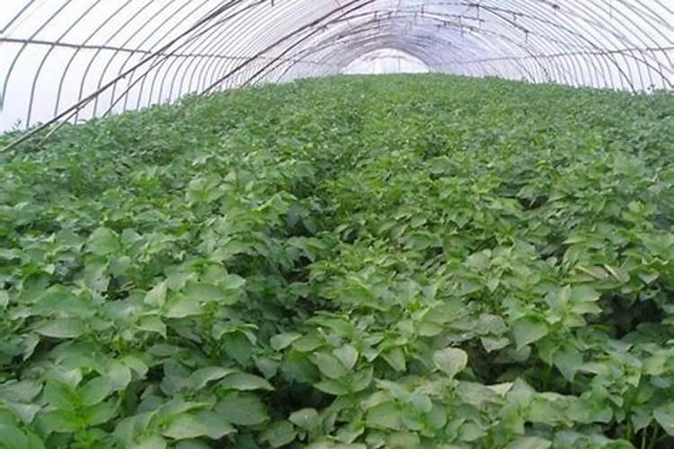 氯化钾可以做肥料吗