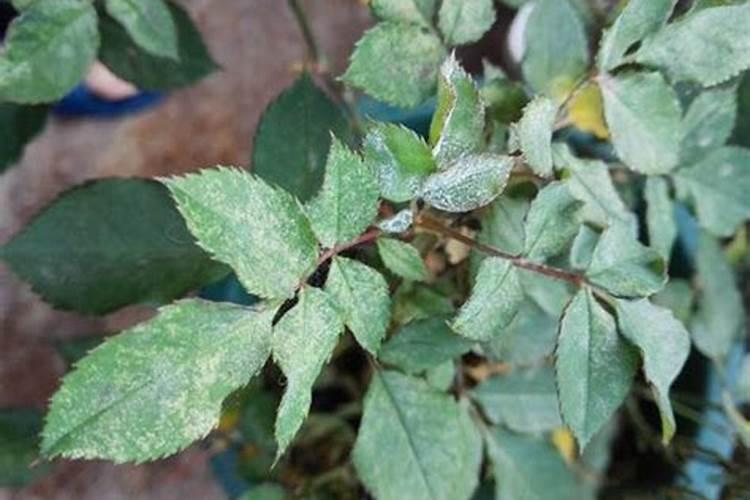 月季白粉病的防治方法介绍