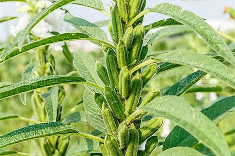 芝麻追肥用什么肥料 什么时间施更合适