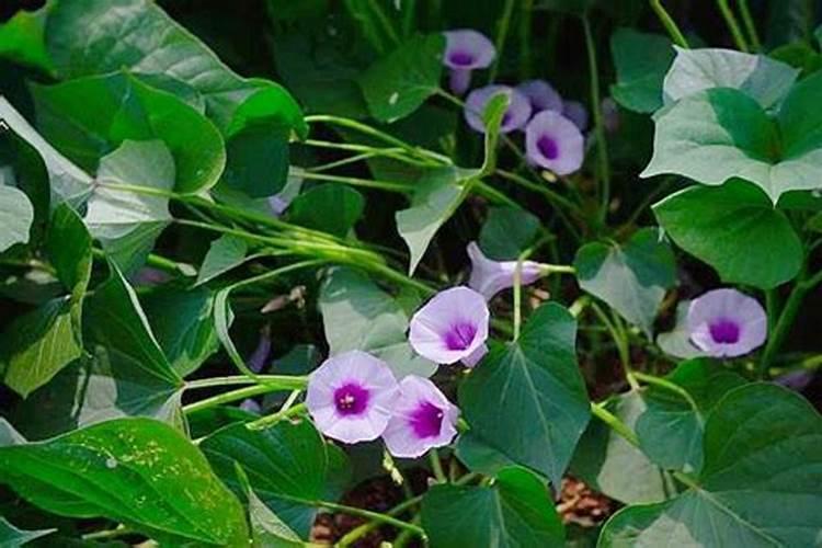 草缸里钾肥过多有什么影响呢？