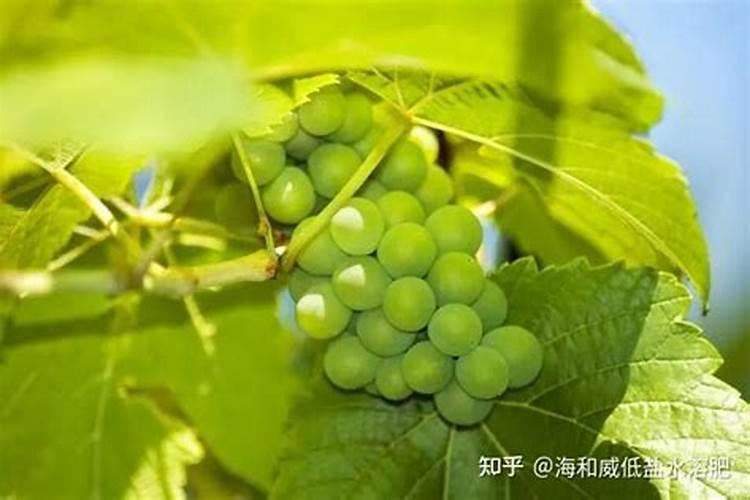 葡萄水溶肥大水漫灌后肥效流失怎么补救