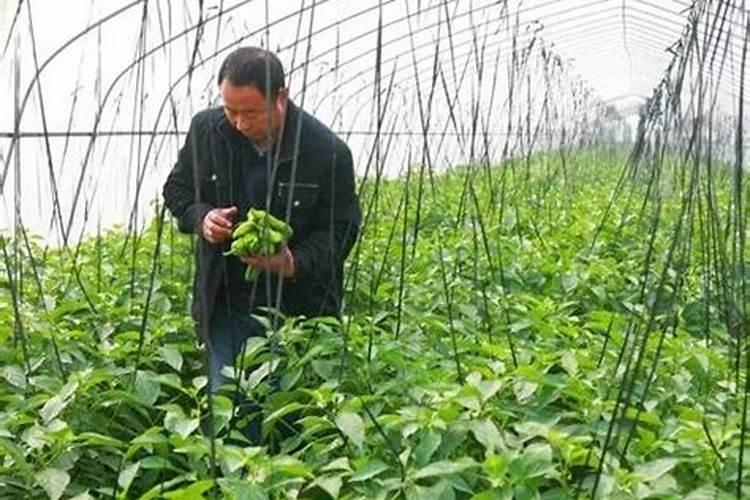 温室大棚钙肥应用注意事项