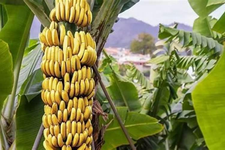 罗布泊硫酸钾镁肥里的营养对柑橘生长有啥好处呀？