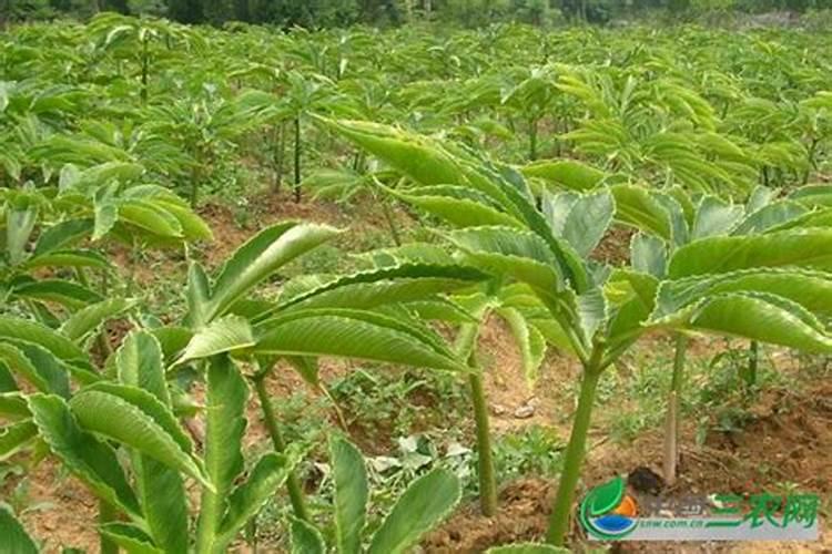 种魔芋用什么肥料