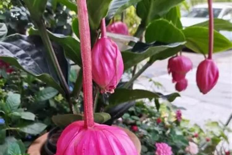 宝莲灯花怎么施肥