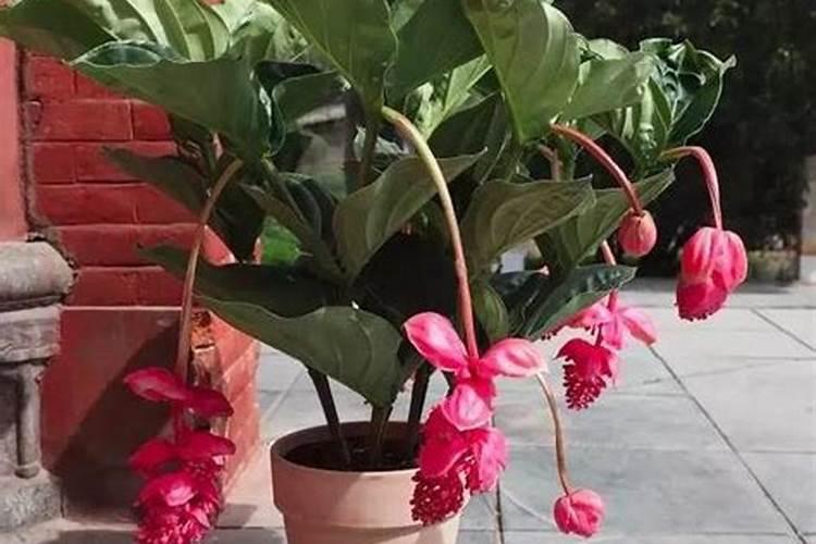 宝莲灯花怎么养