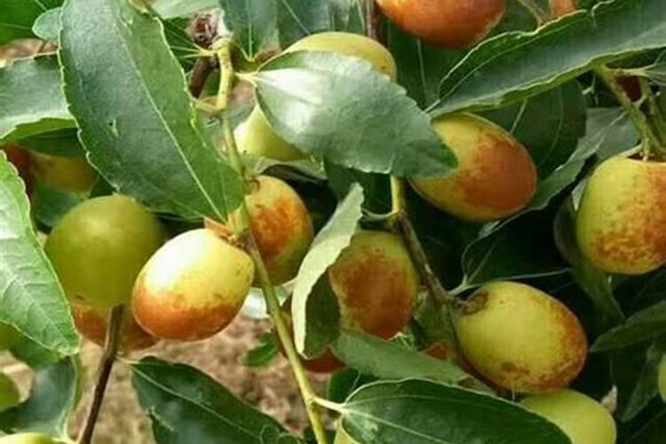 冬枣核怎么发芽种植