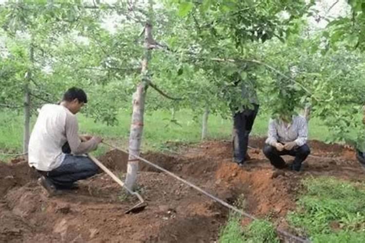 果树施什么肥可增甜 施肥方法是什么