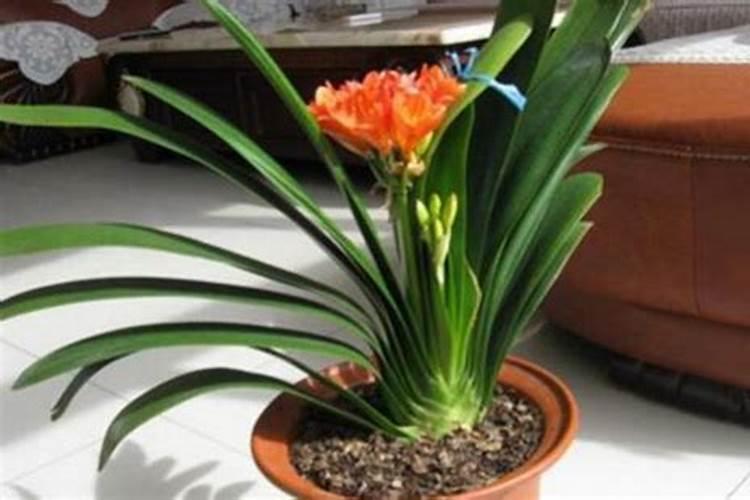 君子兰花期怎么浇水施肥