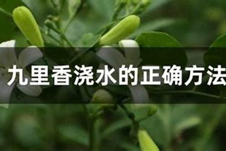 九里香用什么肥料 快去试试吧