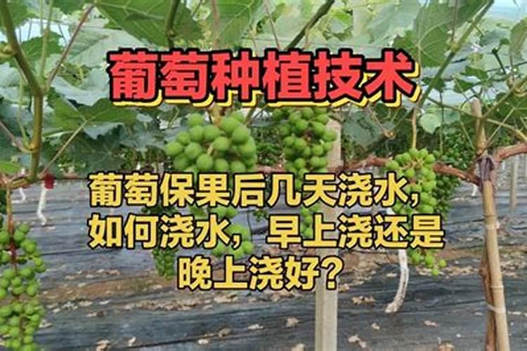 叶面肥什么时候打合适