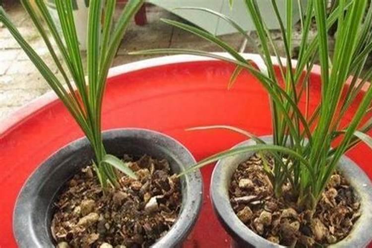 花生生长期都用什么叶面肥好