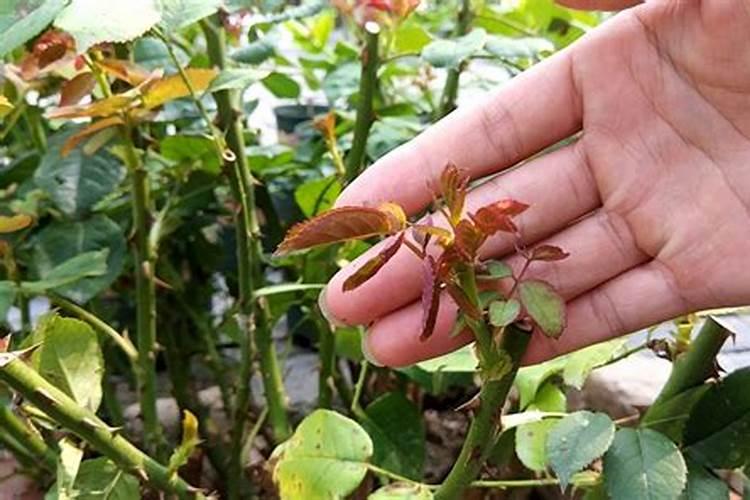 怎么判断月季要施肥了