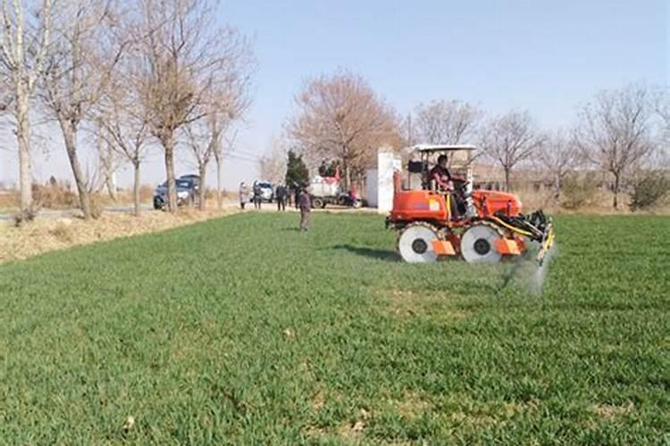 小麦出苗后灌了一次水,出现弱苗,这个时候怎么办？