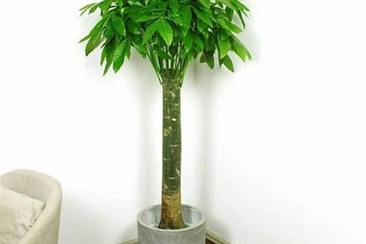 发财树打什么叶面肥