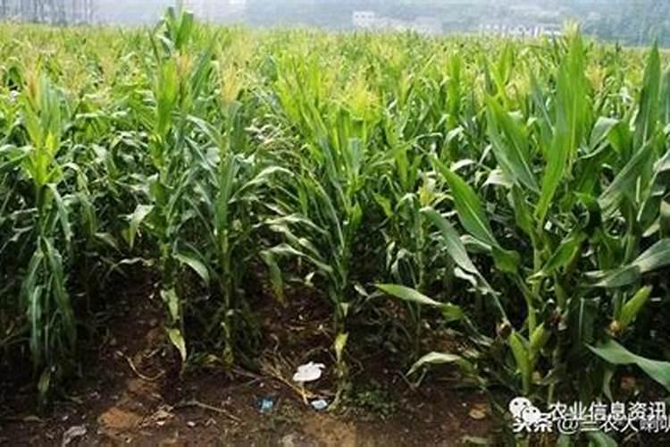 打了玉米控旺要10天可以打叶面肥吗？