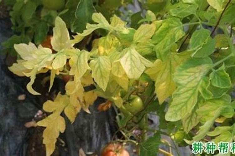 请老师看下我的番茄苗,是怎么情况下面叶子黄了,有的没根倒了