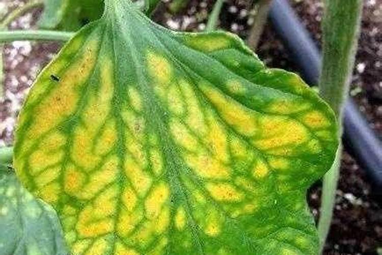 番茄苗黄补救措施是什么？