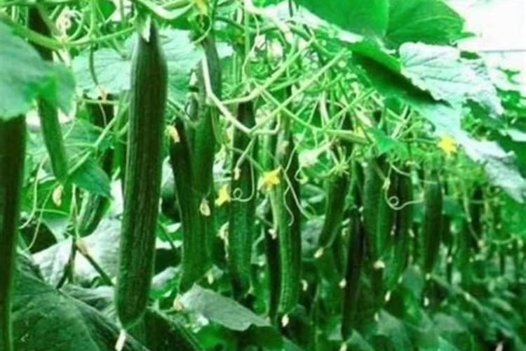 大棚黄瓜蔓长的慢施什么肥？