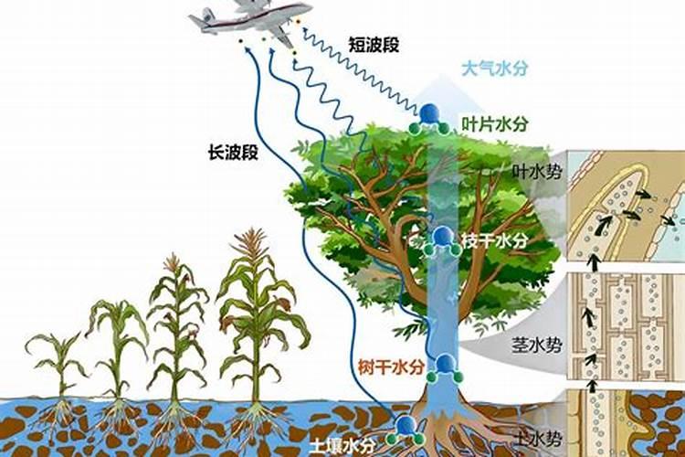 如何鉴定植物发生了缺氮磷钾的现象