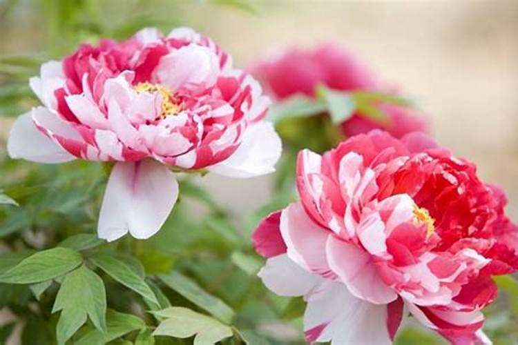 牡丹花怎么施肥