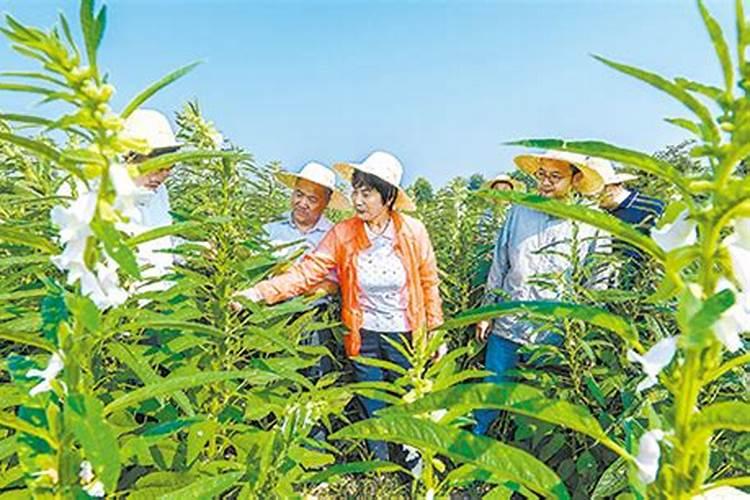 芝麻开花时需要喷雾硼肥吗